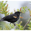Red Winged Blackbird 2025 3 - Wildlife