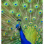 Peacock 2025 1 - Wildlife