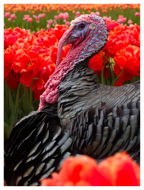 Tommy the Turkey 2025 4 Vancouver Island