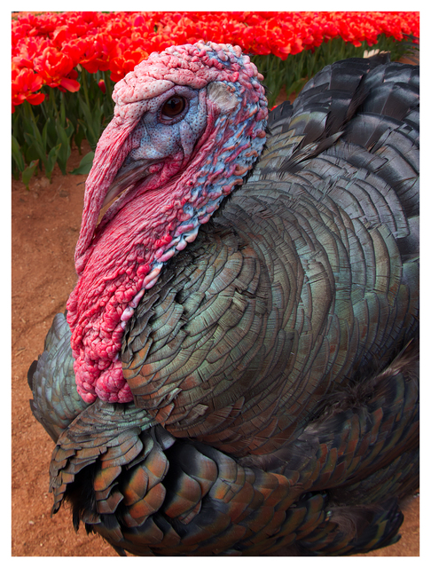 Tommy the Turkey 2025 5 Vancouver Island