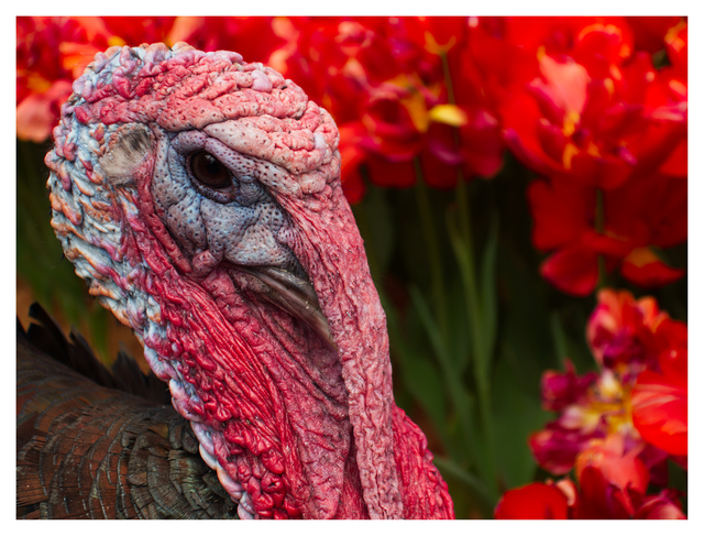 Tommy the Turkey 2025 3 Vancouver Island