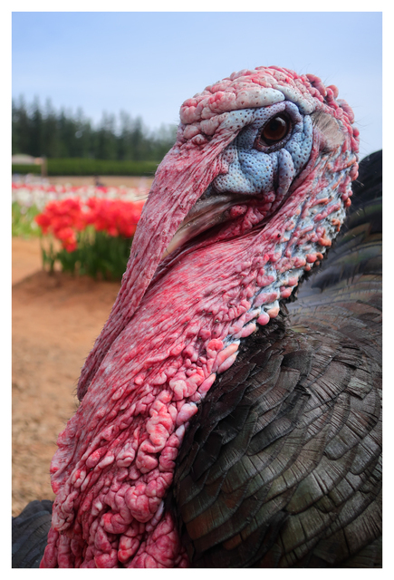 Tommy the Turkey 2025 2 Vancouver Island