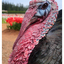 Tommy the Turkey 2025 2 - Vancouver Island