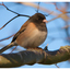 Dark eyed Junco 2025 4 - Wildlife