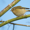 Orange crowned Warbler 2025 1 - Wildlife