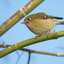 Orange crowned Warbler 2025 1 - Wildlife