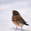 Dark eyed Junco 2025 2 - Wildlife