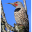 Northern Flicker 2025 5 - Wildlife