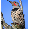 Northern Flicker 2025 3 - Wildlife