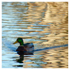 Mallard 2025 1 - Wildlife