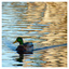Mallard 2025 1 - Wildlife
