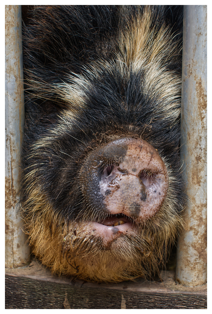 Pig 2025 1 Vancouver Island