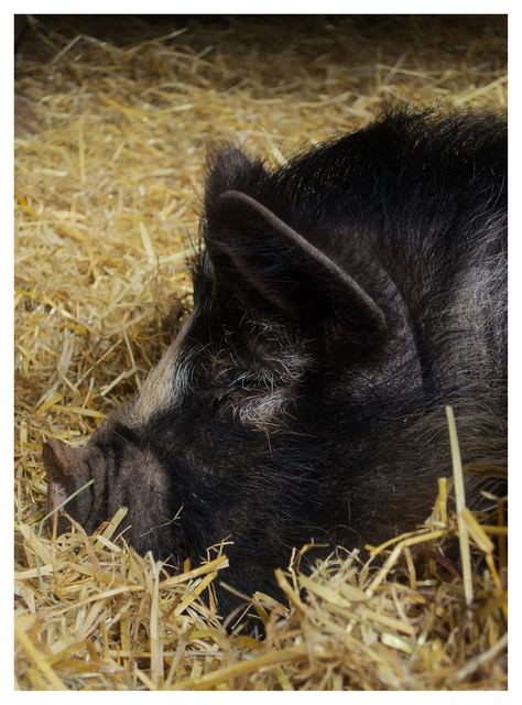 Pig in the Grass 2025 1 Vancouver Island