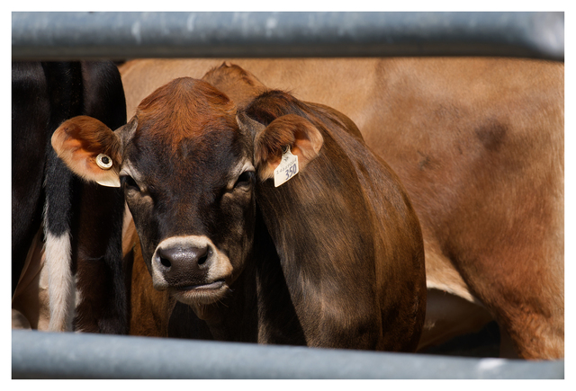Cheese Farm 2025 6 Vancouver Island