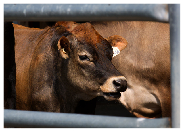 Cheese Farm 2025 7 Vancouver Island