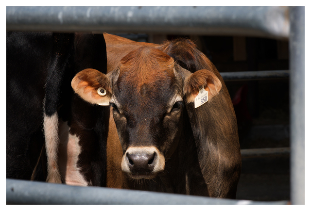 Cheese Farm 2025 8 Vancouver Island