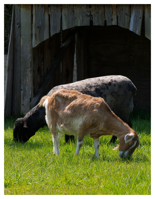 Cheese Farm 2025 5 Vancouver Island