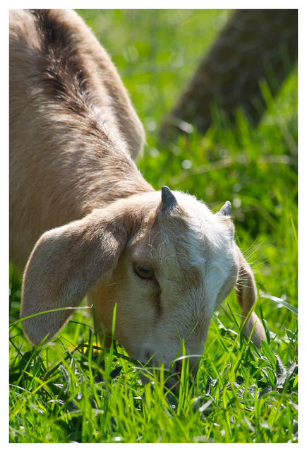 Cheese Farm 2025 2 Vancouver Island