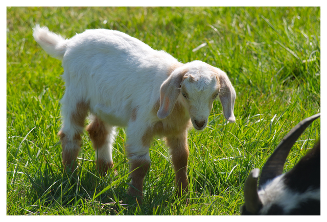 Cheese Farm 2025 1 Vancouver Island