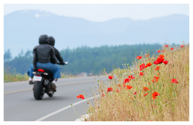 Point Holmes 2025 5 Comox Valley