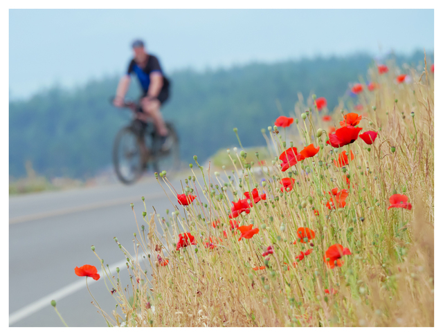 Point Holmes 2025 4 Comox Valley