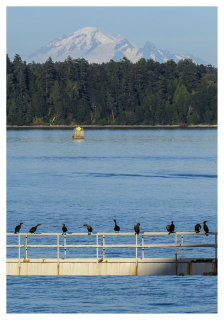 Birds and Baker 2025 1 British Columbia Canada