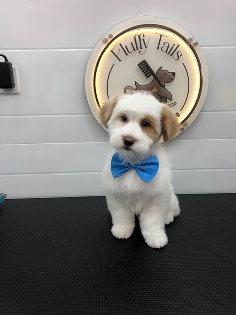 IMG 2280 (1) Fluffy Tails – Mobile Pet Grooming Services in Doha, Qatar