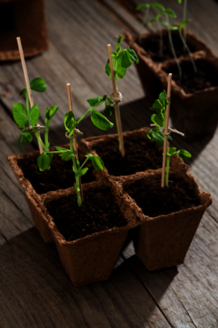 Application of Bamboo Flower Sticks Vantide Bamboo