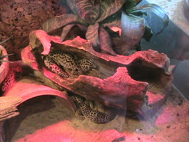 IMG 1619 my AMAZING photos