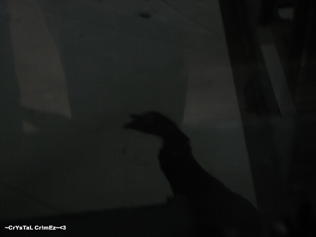 IMG 2403 Picture Box