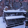 Tuin in de sneeuw 03-01-26 2 - Garden 2023 & 2024 & 2025 &...