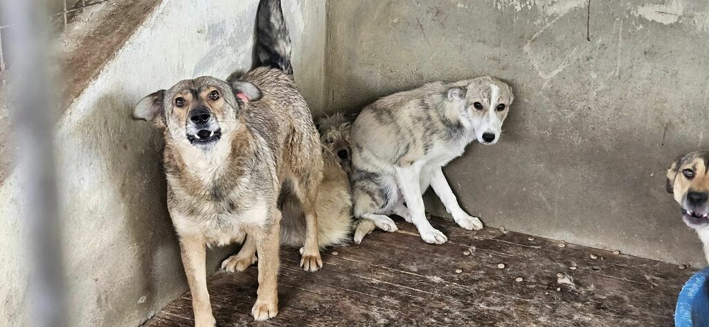 436331978 7099170136854837 7849850248841037684 n - 