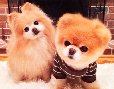 6 Carpetcleaning newli