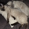 20260112 224727 - Onze Katten