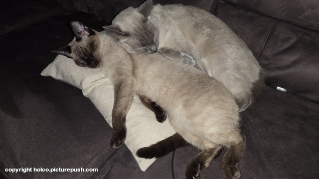 20260112 224727 Onze Katten