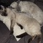 20260112 224727 - Onze Katten