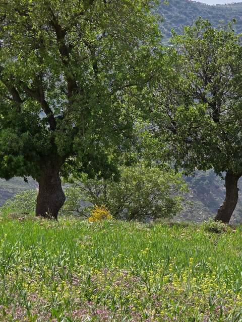 Guided forest walks Jordan | ghabjordan Picture Box