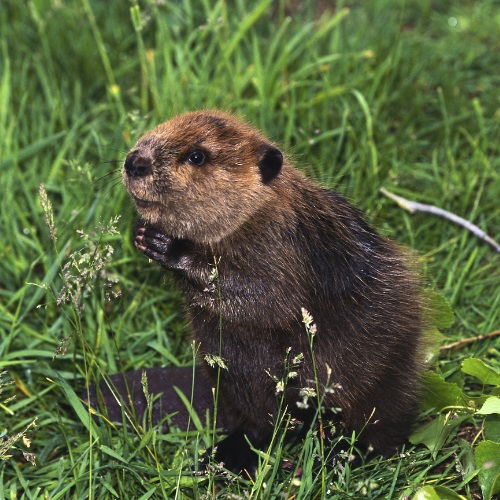 2 Professional Wildlife Removal