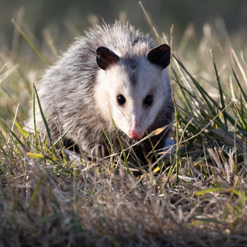 4 Professional Wildlife Removal