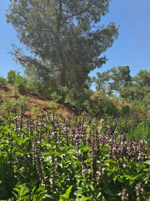 Breathwork in nature Jordan | ghabjordan Picture Box