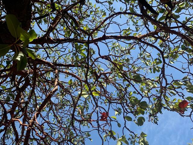 Guided forest walks Jordan | ghabjordan Picture Box