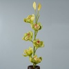 inm image - Cymbidium