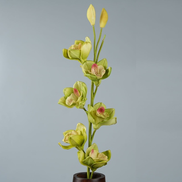 inm image Cymbidium
