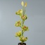 inm image - Cymbidium