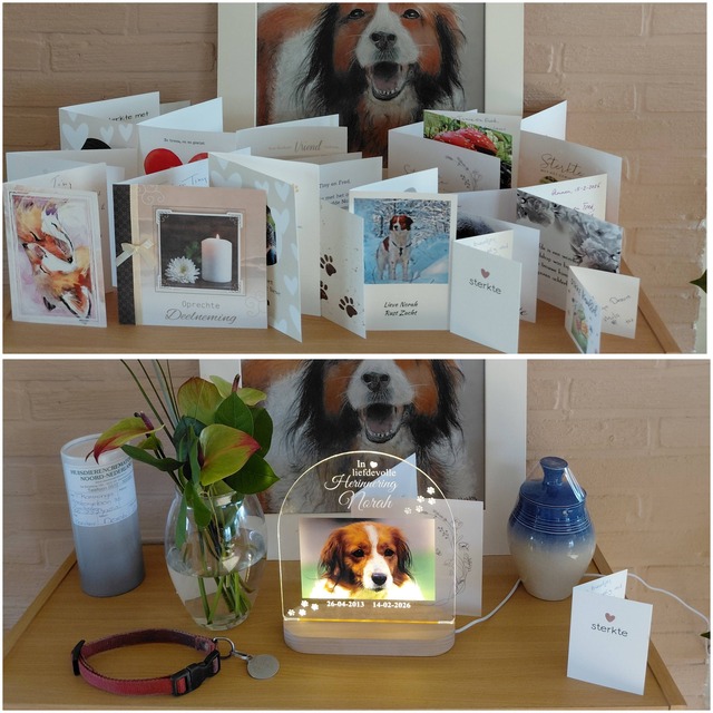 653698959 1362529765902765 4912071025363451528 n appelbergen