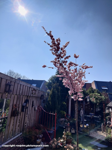 Bloesem 22-03-26 3 Garden 2023 & 2024 & 2025 & 2026