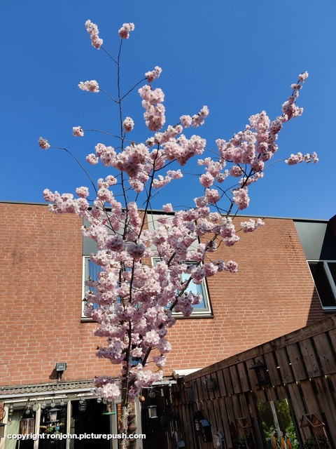 Bloesem 22-03-26 2 Garden 2023 & 2024 & 2025 & 2026