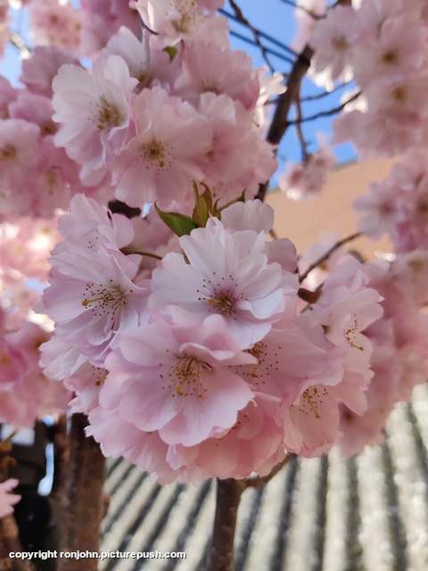 Bloesem 22-03-26 1 Garden 2023 & 2024 & 2025 & 2026