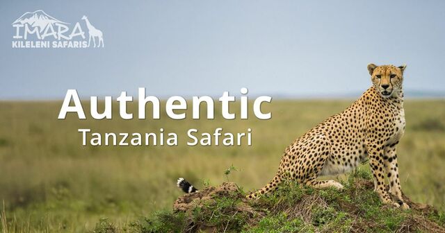 Imara Kileleni Safaris Picture Box