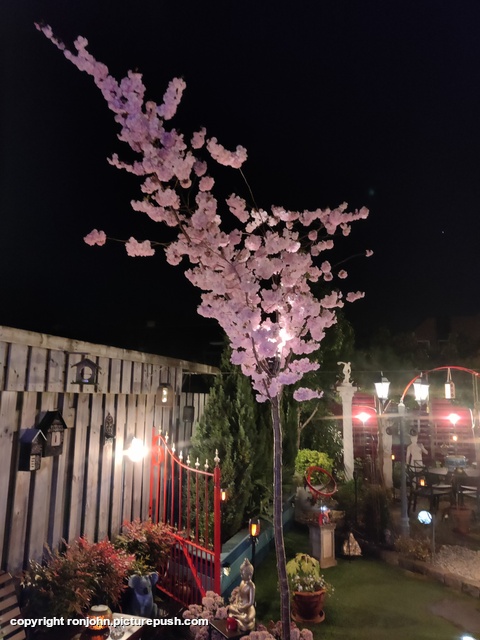 Bloesem met licht er in  22-03-26 Garden 2023 & 2024 & 2025 & 2026